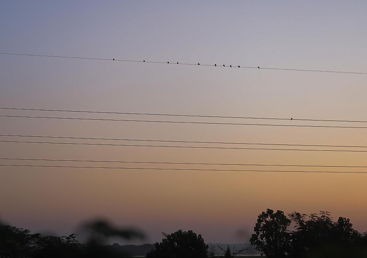 Birdsong